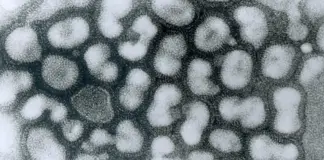 Los expertos avisan de que la próxima pandemia será por gripe e instan a aprobar la especialidad de enfermedades infecciosas