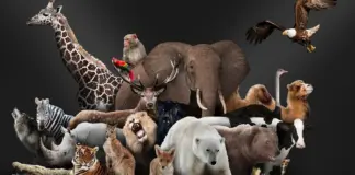 Día Internacional de los Derechos de los Animales: el reconocimiento de la 'sintiencia'