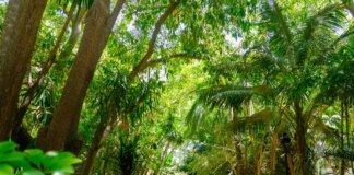 Marbella gana el máximo galardón de los Premios Andalucía en Flor 2024