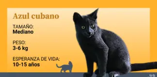 El raro azul cubano, el único gato autóctono con estatus de raza de la isla caribeña