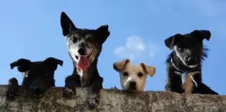 Los 14 artículos de la Declaración Universal de los Derechos de los Animales