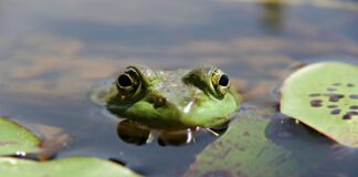 PEPE Supera a UNI y LTC, Alcanza Capitalización de Mercado Superior a $11.000 Millones