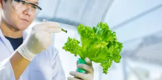 Crean lechugas doradas con contenido antioxidante y beneficios para la memoria