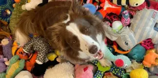 ¿Cómo perciben los perros los objetos? La textura y no la forma es lo que cuenta