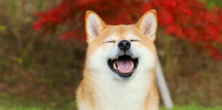 Año de Dogecoin: Respaldo de Trump y Musk Impulsa a la Memecoin