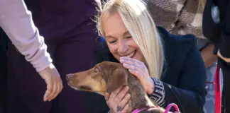 Emotivo desfile de adopción de los perros afectados por la DANA de Valencia