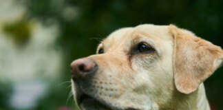 Ferrol multará con hasta 500 euros a quien no recoja las cacas de su perro