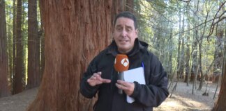 Se limitará el acceso al bosque de secuoyas de Cabezón de la Sal, a partir del Verano, para evitar su deterioro