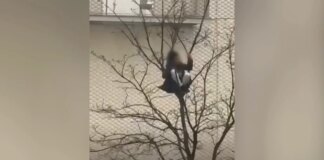 Vídeo | Tremenda imprudencia en plena borrasca Herminia: un joven se encarama a un árbol de 10 metros en Santander