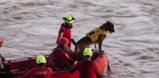 La UME homenajea a sus perros: unos efectivos esenciales en las labores de rescate tras la DANA