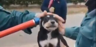Agentes de la Guardia Civil rescatan a un cachorro arrojado a un contenedor subterráneo en Perales de Tajuña, Madrid