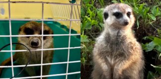 Una familia roba un suricata de una granja escuela de Reus porque se encaprichó del animal durante la visita