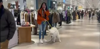Tu perro no quiere ir de compras