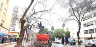 El Plan de Poda de San Pedro Alcántara actuará este año en 1.600 ejemplares de su parque urbano forestal