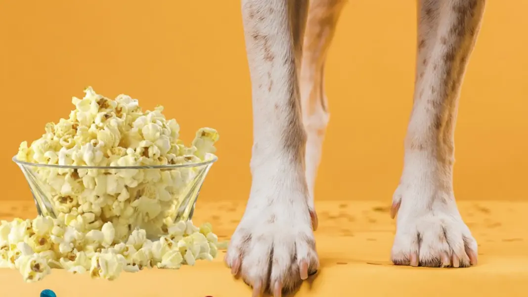 ¿Por qué huelen a palomitas las patas de los perros?
