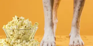 ¿Por qué huelen a palomitas las patas de los perros?
