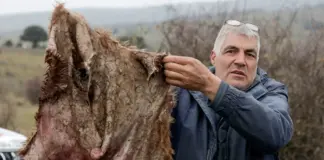 El lobo reconquista la sierra de Madrid: "Están descontrolados, en el pueblo matan a más de 40 animales al año"