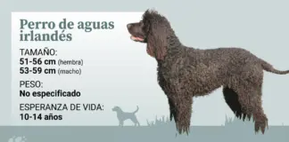 El perro de agua irlandés, el spaniel más grande que estuvo de moda durante la época victoriana