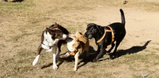 'Parques de Convivencia Canina', arranca en Madrid un programa de talleres de educación canina