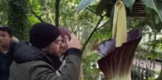 El olor de la 'flor cadáver' sorprende a los visitantes en el Jardín Botánico de Nueva York: "Huele a pies, queso y carne podrida"