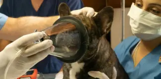 "Esta pastilla no nos la tragamos": veterinarios arremeten contra PRESVET y la Ley del Medicamento
