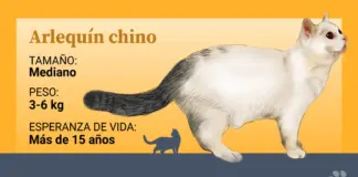 El enigmático gato arlequín chino, una raza casi olvidada