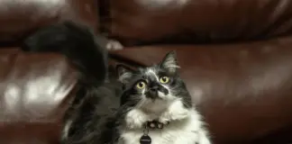 El hábito que un veterinario pide incorporar a la crianza de los gatos para que sean más felices