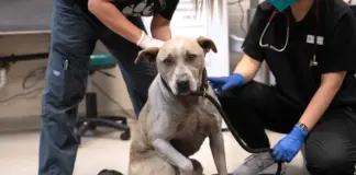 Los refugios de animales en Los Ángeles, sobrepasados por los incendios: "Estamos trabajando sin descanso"
