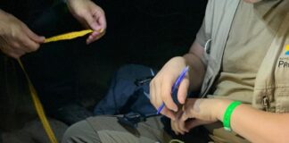 Los camaleones regeneran el entorno de las Dunas de Artola en Marbella