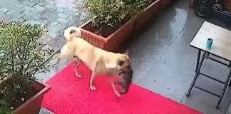 El emotivo vídeo de una perra callejera que lleva su cachorro al veterinario para salvarle la vida