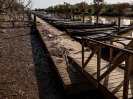 La Albufera de Valencia, tres meses después de la DANA: un humedal gravemente dañado