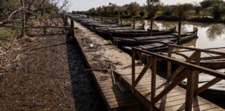 La Albufera de Valencia, tres meses después de la DANA: un humedal gravemente dañado