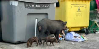 Invasión de jabalíes en Málaga: un problema que pone en alerta a las ciudades