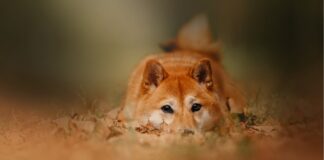 Dogecoin Alcanza Precio Minimo de 2025 Mientras Bitcoin Pierde los $95.000