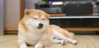 Dogecoin Cae Mientras las Memecoins de Solana y Ethereum se Desploman