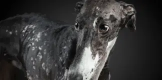 Las historias de nueve galgos que encontraron un hogar tras el abandono
