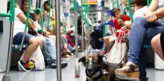 La mayoría de capitales europeas permiten viajar con perro en el metro: estas son las condiciones