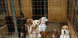 Absuelven a los responsables de Triple A acusados por sacrificios de animales
