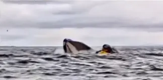 Un joven salva la vida de milagro tras ser atacado por una ballena en Chile