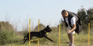 Una adiestradora de perros revela qué raza no deberías adoptar, a menos que quieras trabajar duro