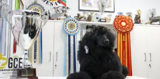 Esta caniche ha sido elegida mejor perra de España y número 1 en apoyo emocional a personas con discapacidad y mayores