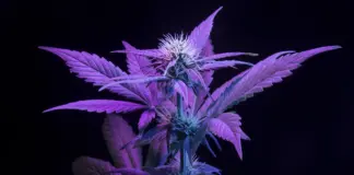 Los casos de esquizofrenia asociados al cannabis se triplican en Ontario (Canadá) a raíz de la legalización