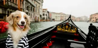 Museos 'dog-friendly' en Italia, o como disfrutar de la cultura sin dejar a nuestro perro atrás
