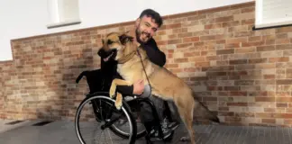 La historia de amor de Luippi y Summer: “No es un perro de asistencia, pero es experta en necesidades”