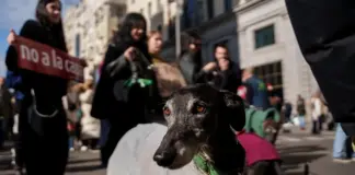 Manifestaciones en varias ciudades de España piden abolir la caza con perros: "Son de casa, no de caza"