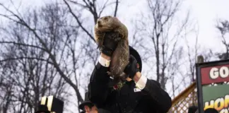 Día de la marmota: las mejores imágenes de Phil y su predicción