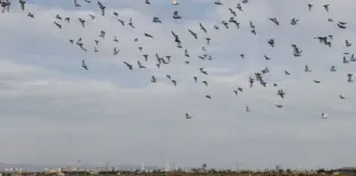Identificadas en España un millón de nuevas hectáreas en espacios naturales de gran importancia para la aves