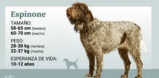 El espinone italiano, un grifón resistente, sociable y paciente y una de las razas más antiguas de Europa