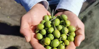 La cantidad de aceitunas exacta que puedes comer para controlar el colesterol