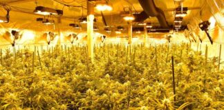Descubren un grupo criminal que producía marihuana en Lleida y Tarragona